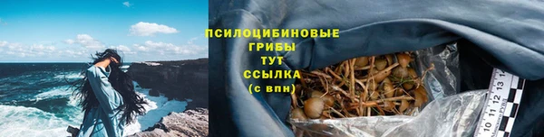 прущие грибы Вязники